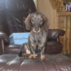 Gravhund Frække Frida :o)