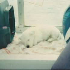 West highland white terrier Sigurd