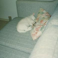 West highland white terrier Sigurd