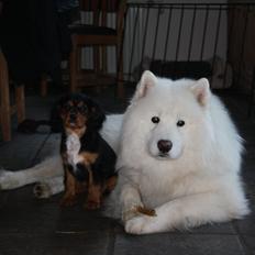 Cavalier king charles spaniel Annexgaardens Bella