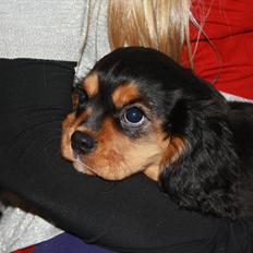 Cavalier king charles spaniel Annexgaardens Bella