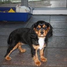 Cavalier king charles spaniel Annexgaardens Bella