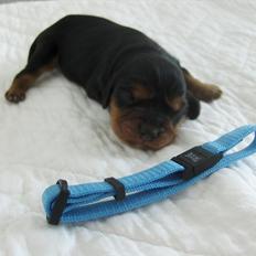 Blanding af racer Arnold