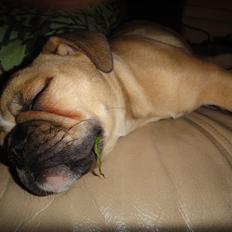 Olde english bulldogge Bullina's Wilma