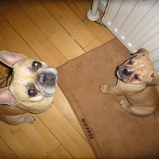 Olde english bulldogge Bullina's Wilma