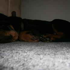Rottweiler Pascho