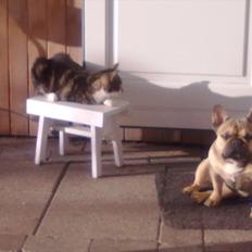 Fransk bulldog Sophie