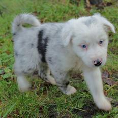 Border collie Ice