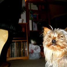 Yorkshire terrier Mia