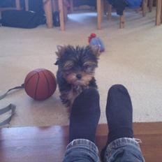 Yorkshire terrier Mia