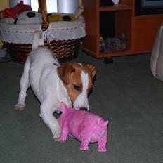 Jack russell terrier Russell