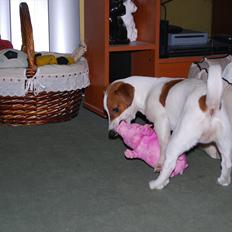 Jack russell terrier Russell