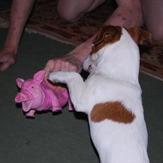 Jack russell terrier Russell