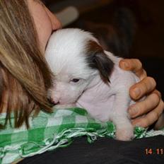 Chinese crested hårløs Chinese By Storm´s Cher