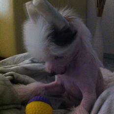 Chinese crested hårløs Chinese By Storm´s Cher