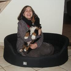 Berner sennenhund Bernerflokken Basil