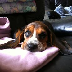 Blanding af racer Berta Bandit