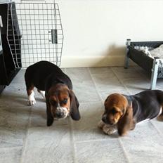 Blanding af racer Berta Bandit