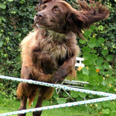 Field Trial spaniel Snif