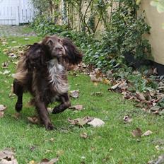 Field Trial spaniel Snif