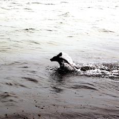 Field Trial spaniel Snif