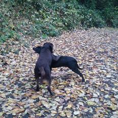 Blanding af racer Boss <333