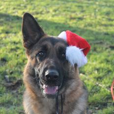 Schæferhund Kiamis Fahra (Mor´s hund)