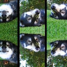 Blanding af racer Lucky <33