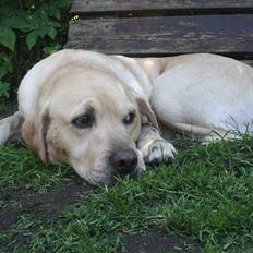 Labrador retriever Paw
