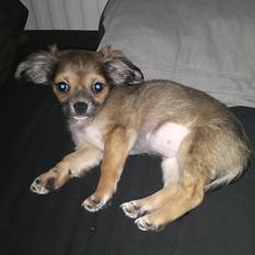 Chihuahua Søde Fie