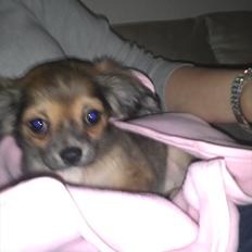 Chihuahua Søde Fie