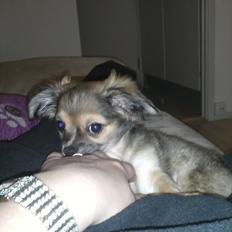 Chihuahua Søde Fie