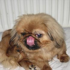 Pekingeser Soffi