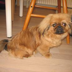 Pekingeser Soffi