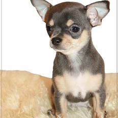 Chihuahua koda's ANGEL