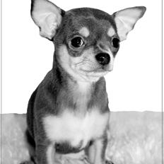 Chihuahua koda's ANGEL