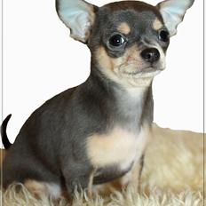 Chihuahua koda's ANGEL