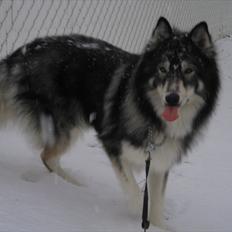 Blanding af racer Lucky <33