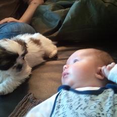 Shih tzu bobby