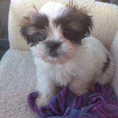 Shih tzu bobby
