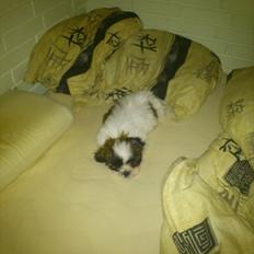 Shih tzu bobby