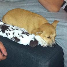 Blanding af racer Coda