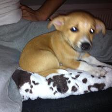 Blanding af racer Coda