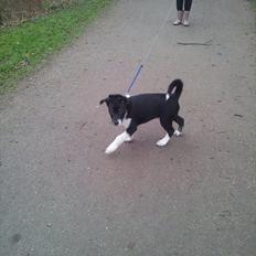 Blanding af racer Sofus