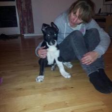 Blanding af racer Sofus