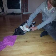 Blanding af racer Sofus