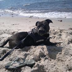 Staffordshire bull terrier Basse