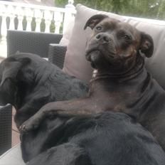 Staffordshire bull terrier Basse