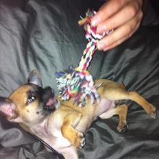 Chihuahua Bella