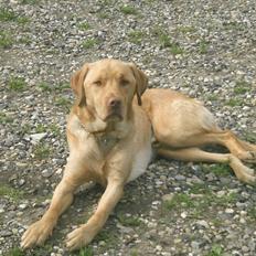 Labrador retriever Basse :)